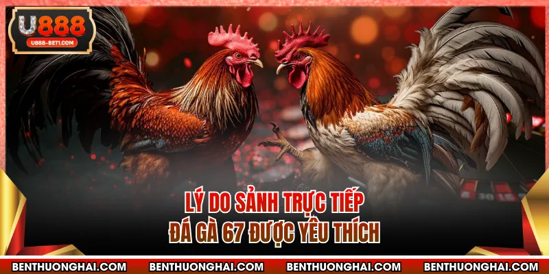 Lý do sảnh trực tiếp đá gà 67 được yêu thích